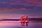 Single tree and reflection at sunrise, Bosque del Apache National Wildlife Refuge, New Mexico Art Print